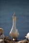 Basstölpel (Morus bassanus) Helgoland