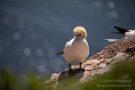 Basstölpel (Morus bassanus) Helgoland