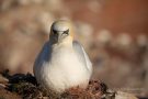 Brütender Basstölpel (Morus bassanus) Helgoland