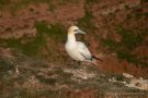 Basstölpel (Morus bassanus) Helgoland