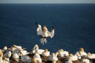 Basstölpel (Morus bassanus) Helgoland