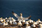Basstölpel (Morus bassanus) Helgoland