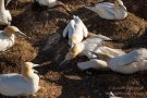 Basstölpel (Morus bassanus) Helgoland