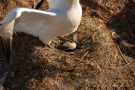 Basstölpel (Morus bassanus) Helgoland