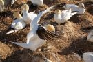 Basstölpel (Morus bassanus) Helgoland
