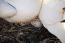 Basstölpel (Morus bassanus) Helgoland