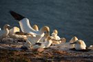 Basstölpel (Morus bassanus) Helgoland