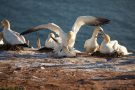 Basstölpel (Morus bassanus) Helgoland