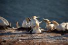 Basstölpel (Morus bassanus) Helgoland