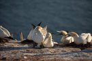 Basstölpel (Morus bassanus) Helgoland