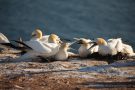 Basstölpel (Morus bassanus) Helgoland