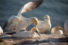 Basstölpel (Morus bassanus) Helgoland