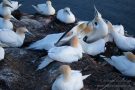 Basstölpel (Morus bassanus) Helgoland