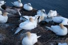 Basstölpel (Morus bassanus) Helgoland