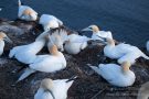 Basstölpel (Morus bassanus) Helgoland