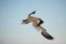 Basstölpel (Morus bassanus) Helgoland