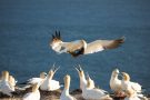 Basstölpel (Morus bassanus) Helgoland