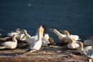 Basstölpel (Morus bassanus) Helgoland