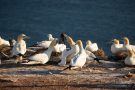Basstölpel (Morus bassanus) Helgoland