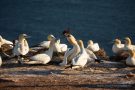 Basstölpel (Morus bassanus) Helgoland