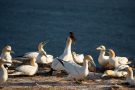 Basstölpel (Morus bassanus) Helgoland