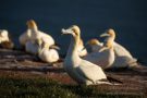 SBasstölpel (Morus bassanus) Helgoland