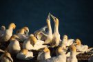 Basstölpel (Morus bassanus) Helgoland