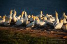Basstölpel (Morus bassanus) Helgoland