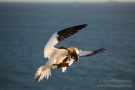 Basstölpel (Morus bassanus) Helgoland
