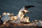 Basstölpel (Morus bassanus) Helgoland