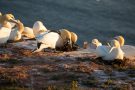 Basstölpel (Morus bassanus) Helgoland
