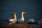 Basstölpel (Morus bassanus) Helgoland