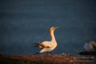 Basstölpel (Morus bassanus) Helgoland