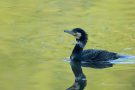 Kormoran (Phalacrocorax carbo)