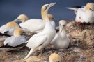 Basstölpel (Morus bassanus) Helgoland