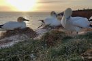 Abendstimmung bei den Basstölpeln