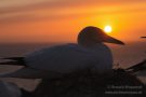Sonnenuntergang bei den Basstölpeln