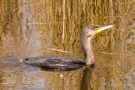 Kormoran (Phalacrocorax carbo)