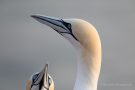 Basstölpel (Morus bassanus)