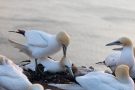 Basstölpel (Morus bassanus) - Paarung