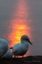 Basstölpel (Morus bassanus) im Abendlicht