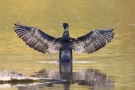 Kormoran (Phalacrocorax carbo) beim Sonnenbad