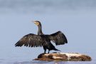 Kormoran (Phalacrocorax carbo) am rechten Rheindamm