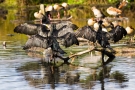 Kormorane (Phalacrocorax carbo)