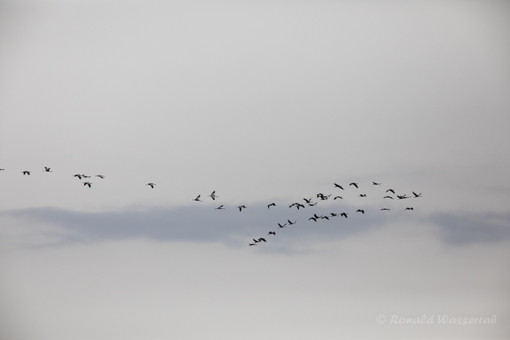 Kraniche (Grus grus) über den Rieselfeldern Münster