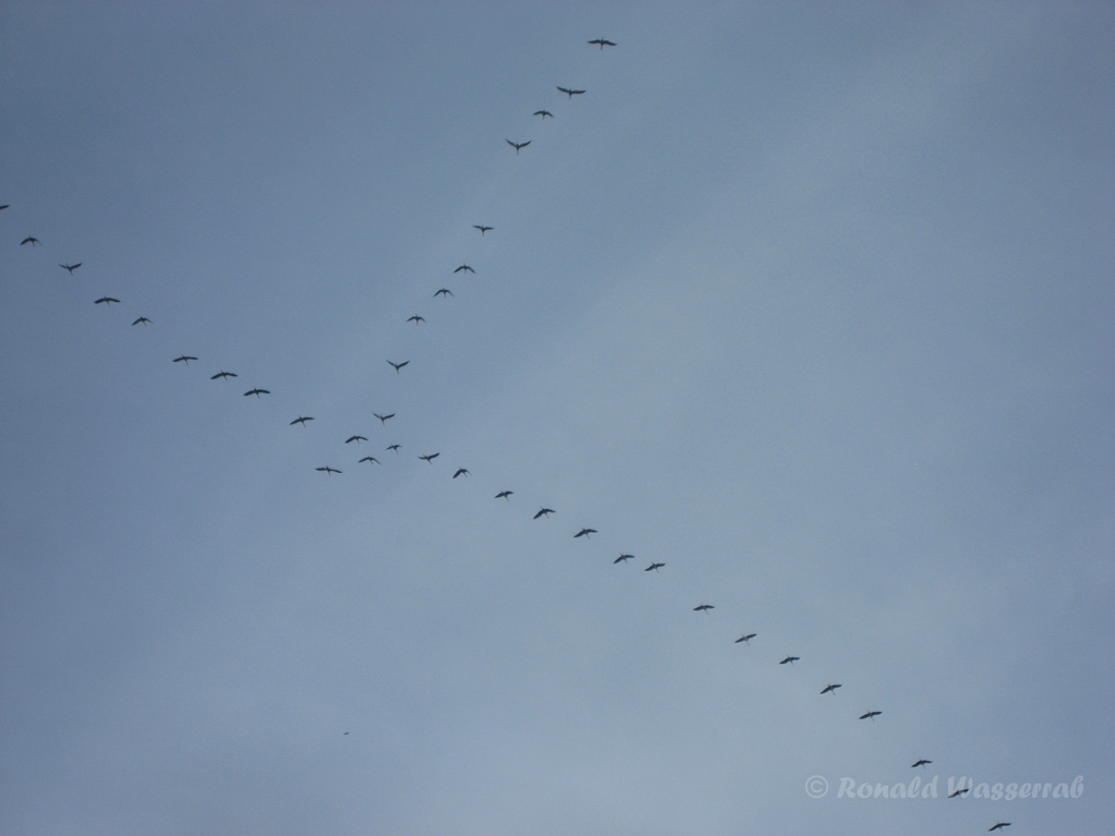 Kraniche (Grus grus) über der Eifel