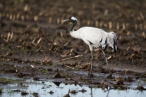 Kranich (Grus grus) im Diepholzer Moor