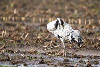 Kranich (Grus grus) im Diepholzer Moor