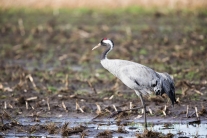 Kranich (Grus grus) im Diepholzer Moor