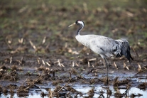 Kranich (Grus grus) im Diepholzer Moor